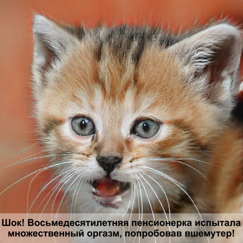 окрас шотландских кошек длинношерстных