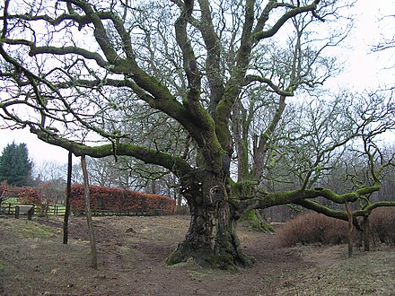 Birnam_Oak