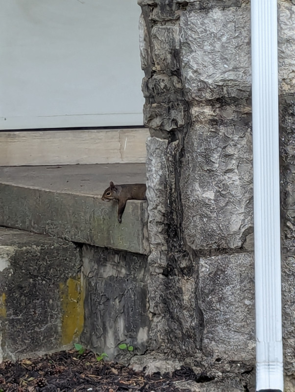 melting squirrel