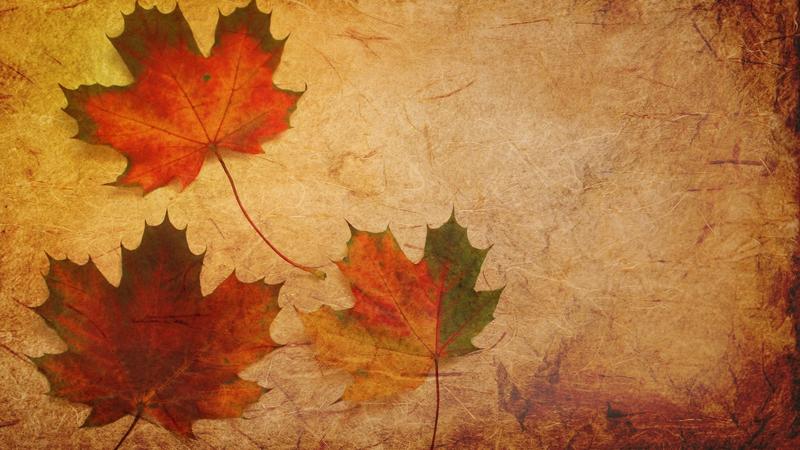 maple-leaves-texture-background-ta-1366x768