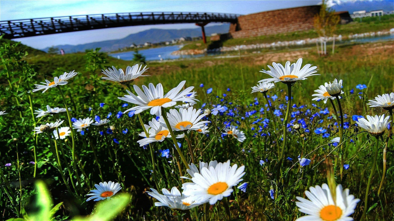 рома