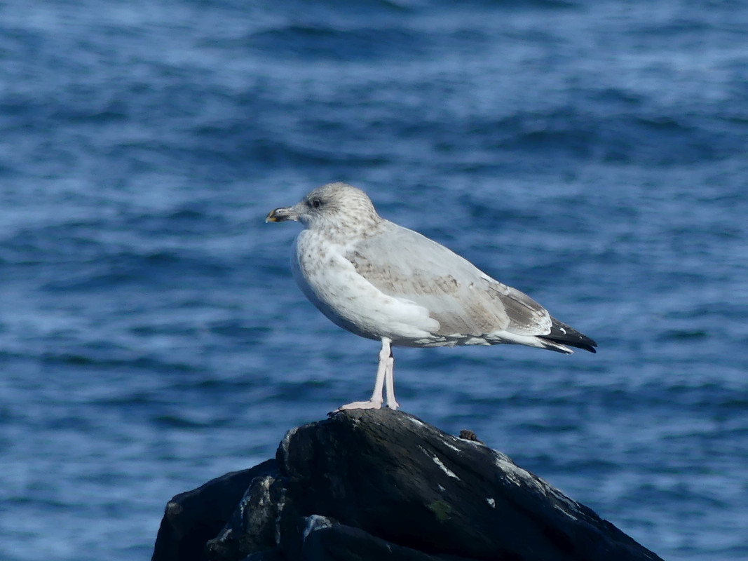 YOUNG HERRING GULL 1 130924