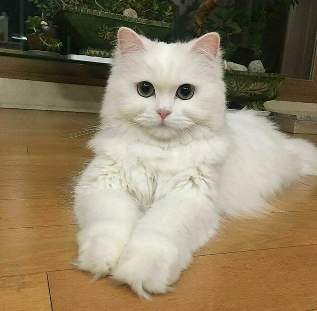Catwhiltebp.jpg