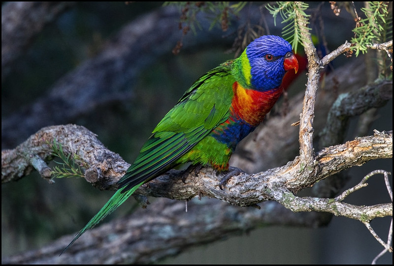 multi-parrot.jpg