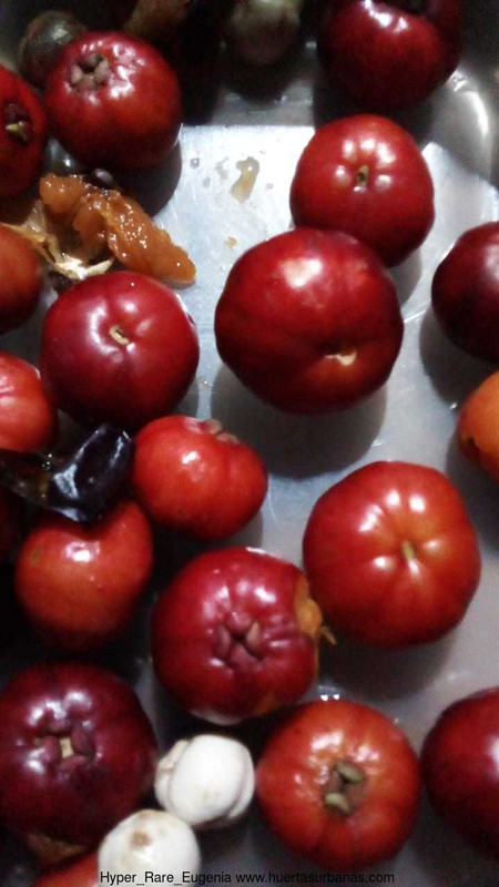 Huertasurbanas_com-3a6cd314-724c-436f-9807-84dc4668efc5.jpeg-20220519_121455Hyper_Rare_Eugenia