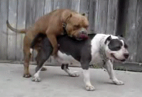 dogz.gif