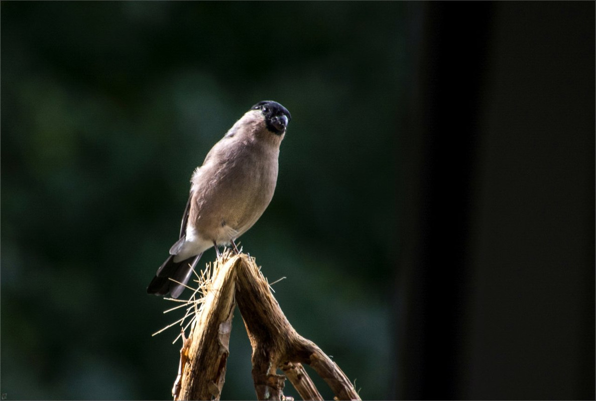 DSC_2418 Vögel LR ERWZFB