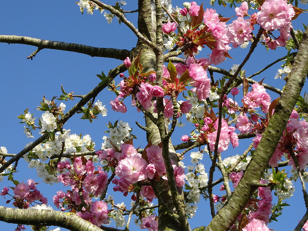 pink-tree-5026505-1280.jpg