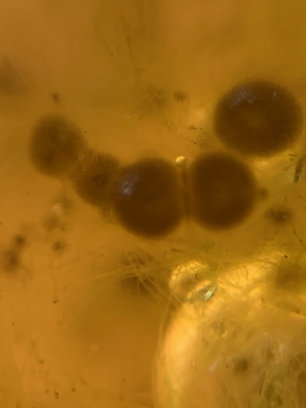 BFB074F7-D798-46AD-9C3C-9538F1FBD327