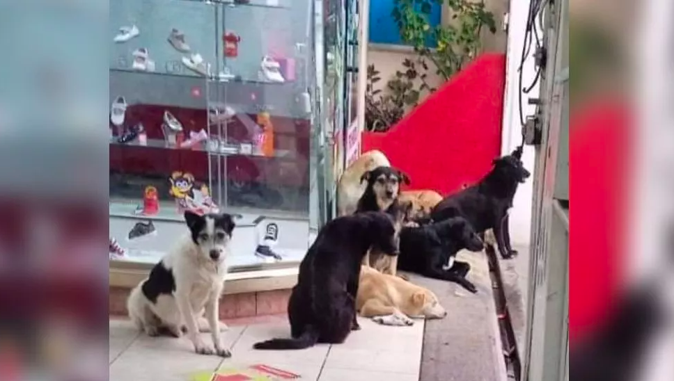 Zapatería permite a lomitos refugiarse durante lluvia en Oaxaca; se hace viral 