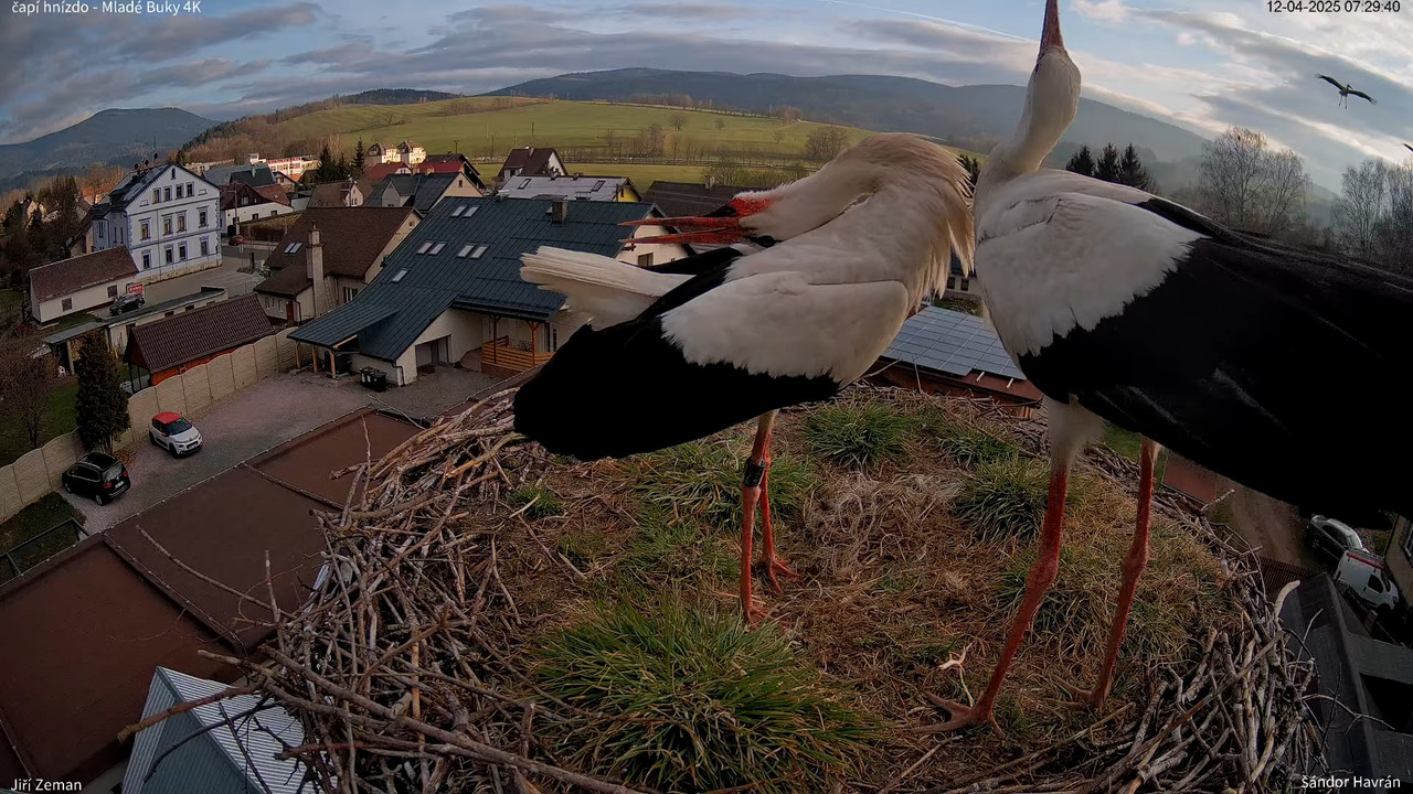 Živá kamera - Mladé Buky - čapí hnízdo 4K 9-42-29 screenshot (2)
