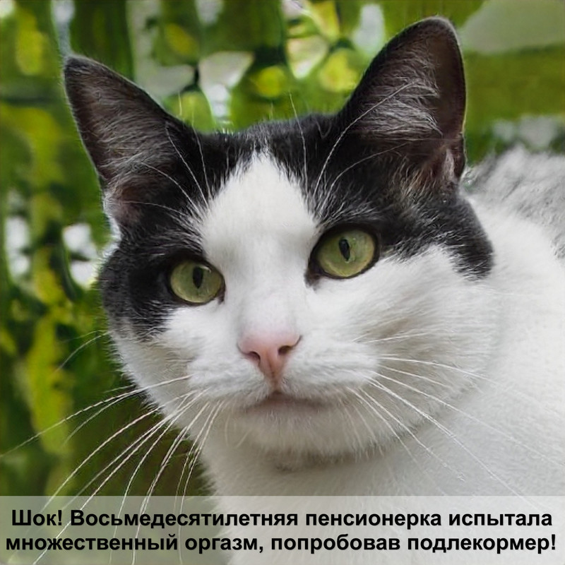 черная кошка с голубыми глазами