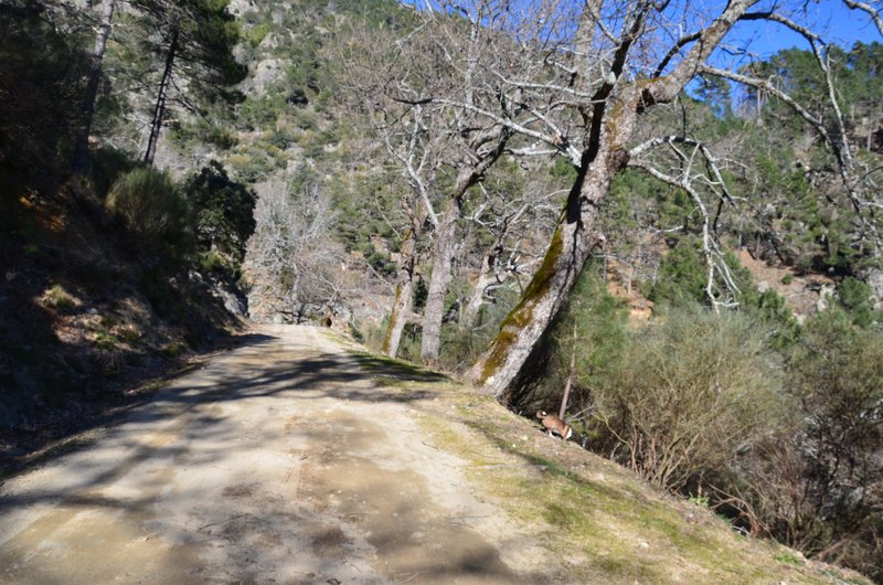 RUTA EMBALSE DEL HORCAJO Y GARGANTAS DEL VALLE DEL TIETAR-20-2-2016-AVILA - Paseando por España-1991/2016 (66)