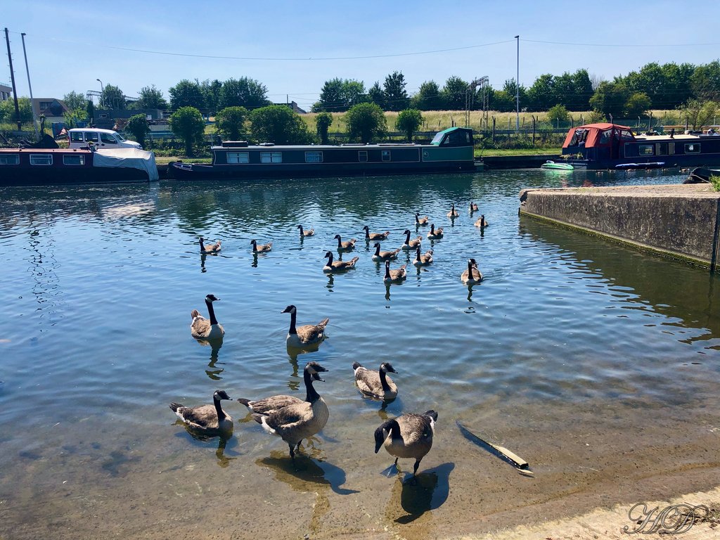 Canada-Geese-HD.jpg