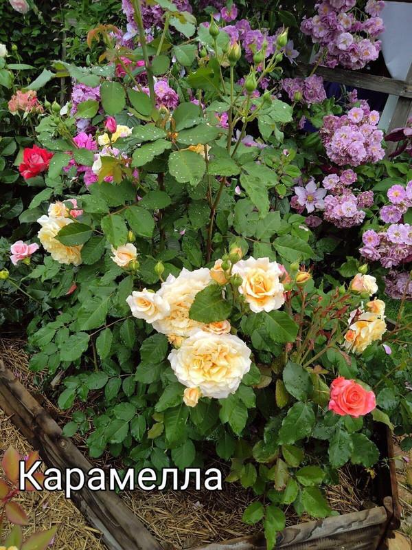 IMG_20250304_110707