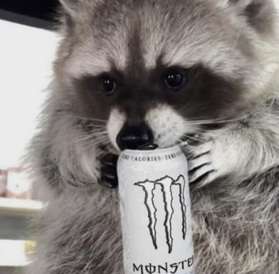 raccoon