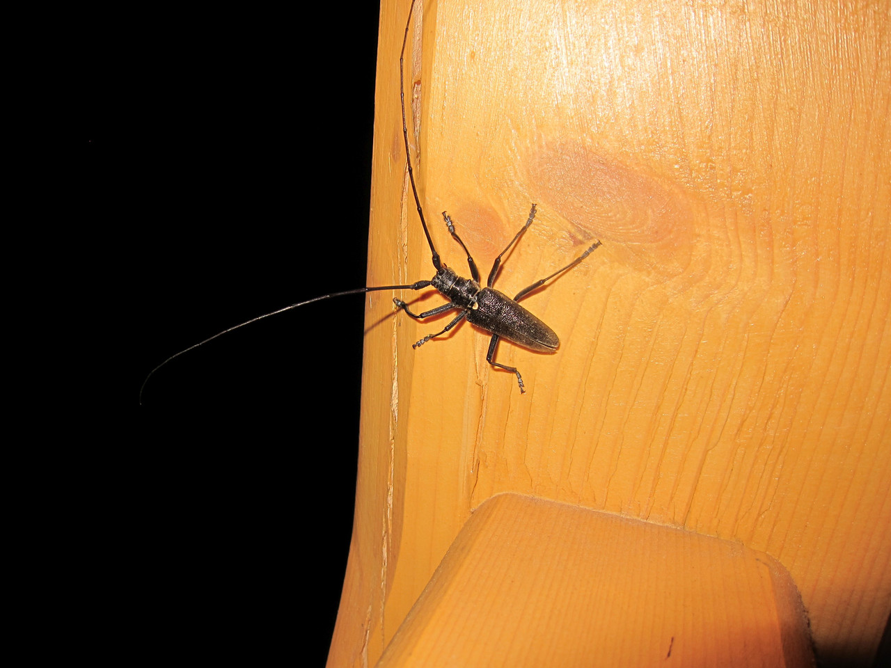 sikorkówka sierpień 2013 002