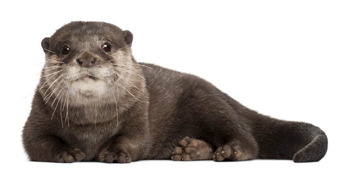 A cheerful looking otter