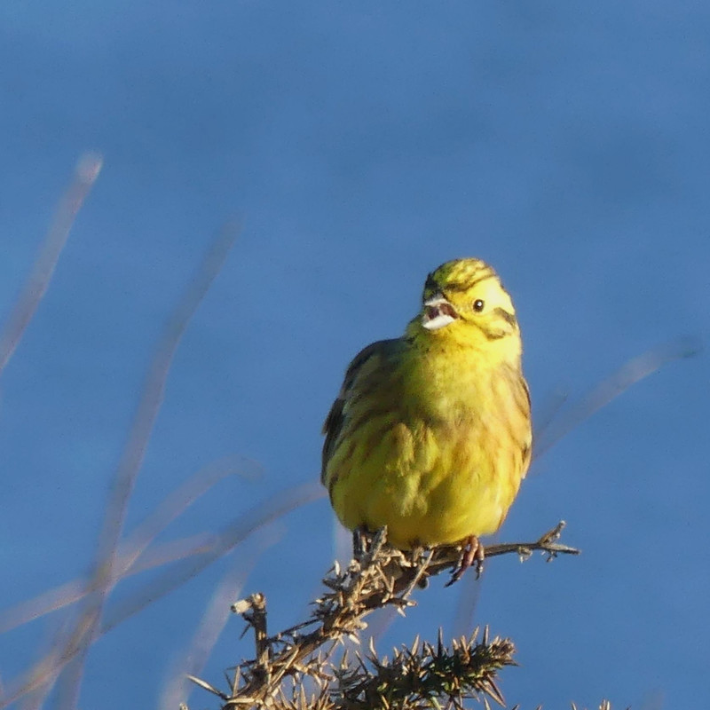 YELLOWHAMMER 4