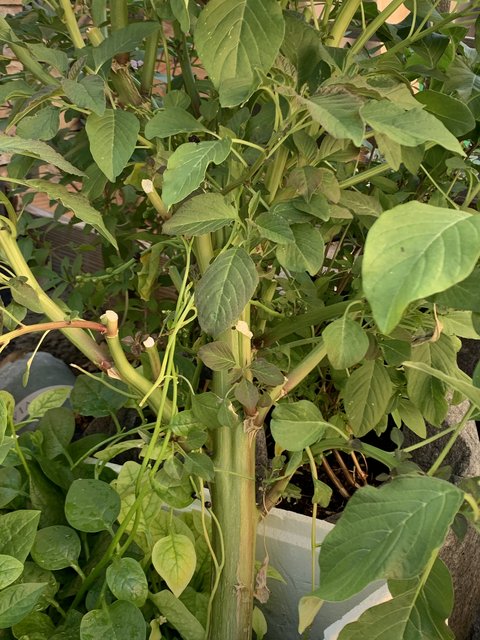 [Image: 98-CBF0-DB-8-A39-4425-A038-C5234-D7-F7-BC0.jpg]