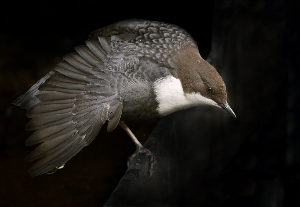 De vogel in de spotlights.