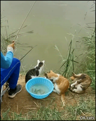 Funny-Cat-GIF-Man-fishing-with-6-hungry-cats-They-re-so-funny-cute-an-patient.gif