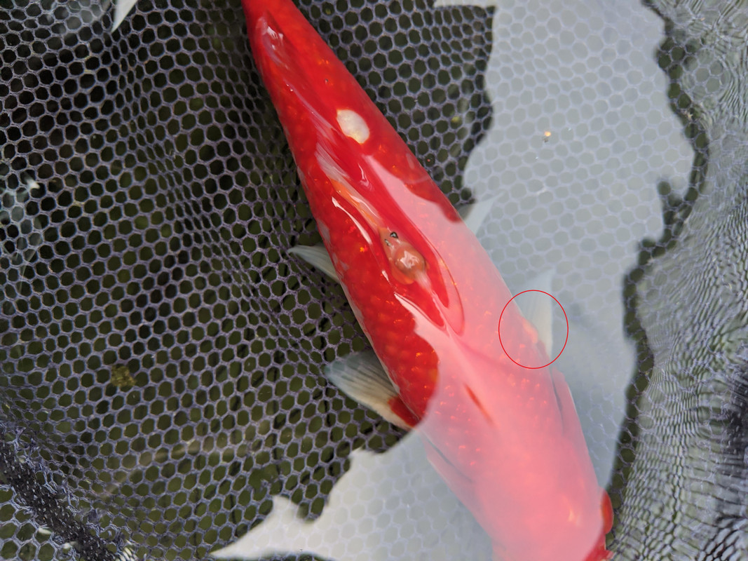 PXL_20201005_150550893