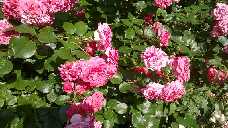 WP_20150625_10_51_38_Pro