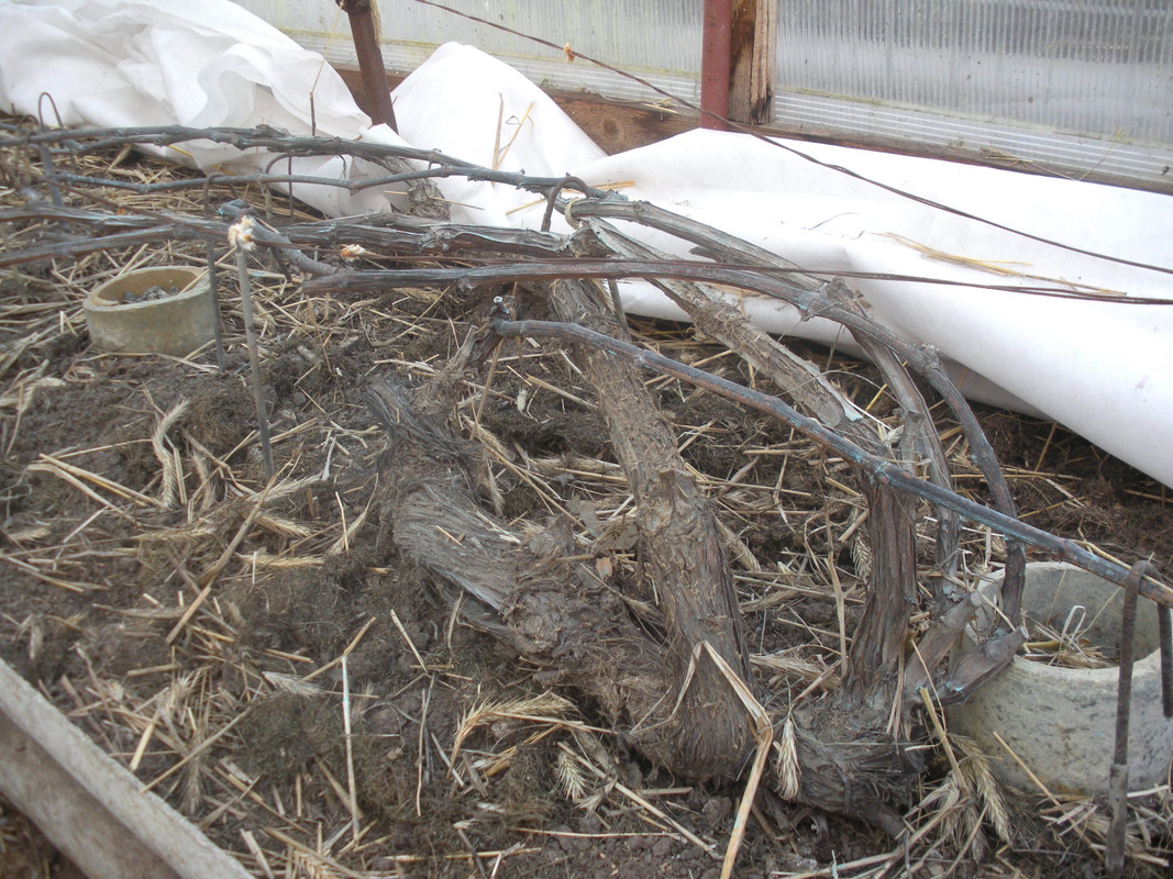 Состояние лоз-2 после зимовки в пк теплице, март 2019