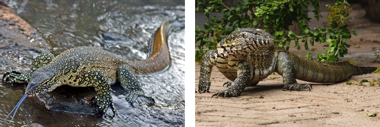 Varanus-niloticus.png