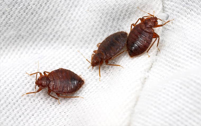 Orlando bed bug treatment
