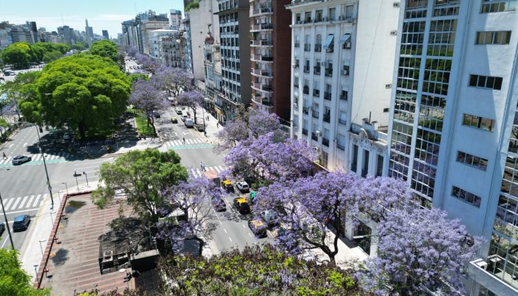 fotojacaranda2
