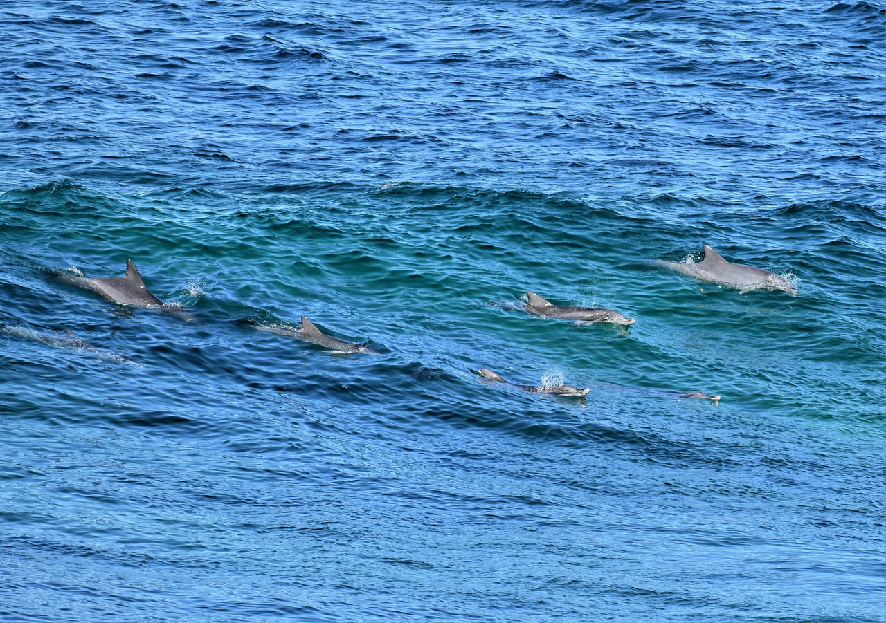 Surfing Dolphins