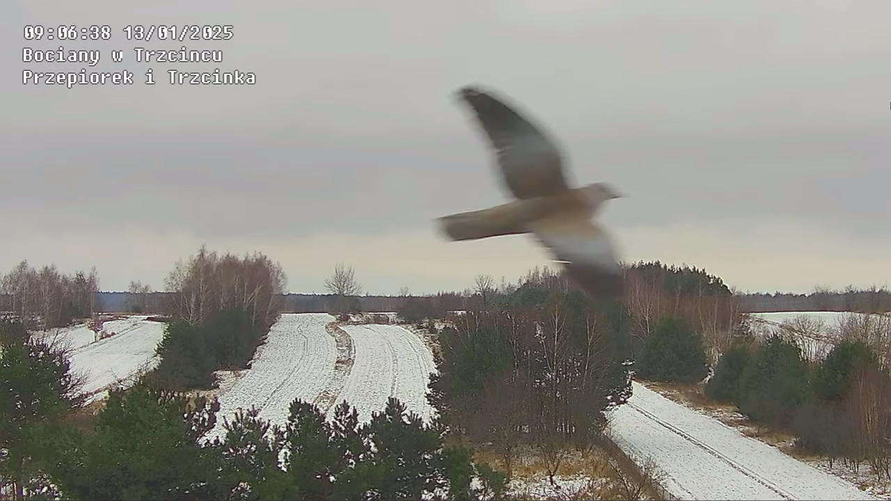 lecaptakiprzeztrzciniec (2)