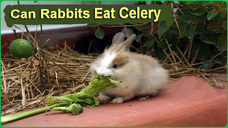 Can Rabbits Eat Celery (Leaves & Stalks)?Guide to Bunny Owners