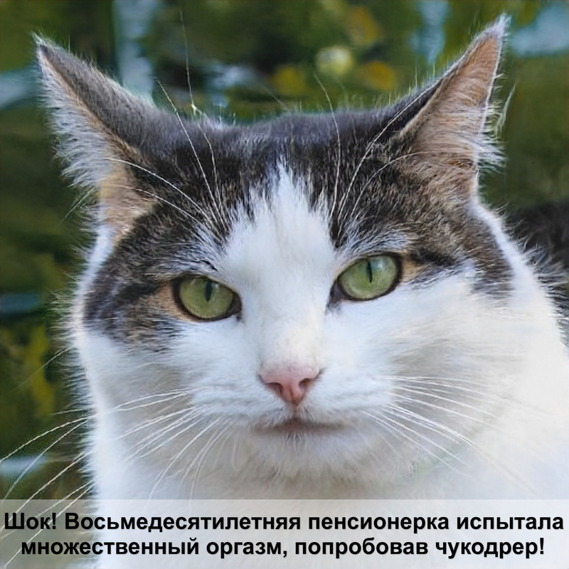 корм для кошек orijen