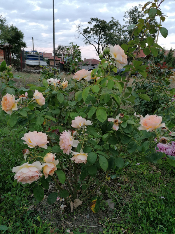 IMG_20210903_194728