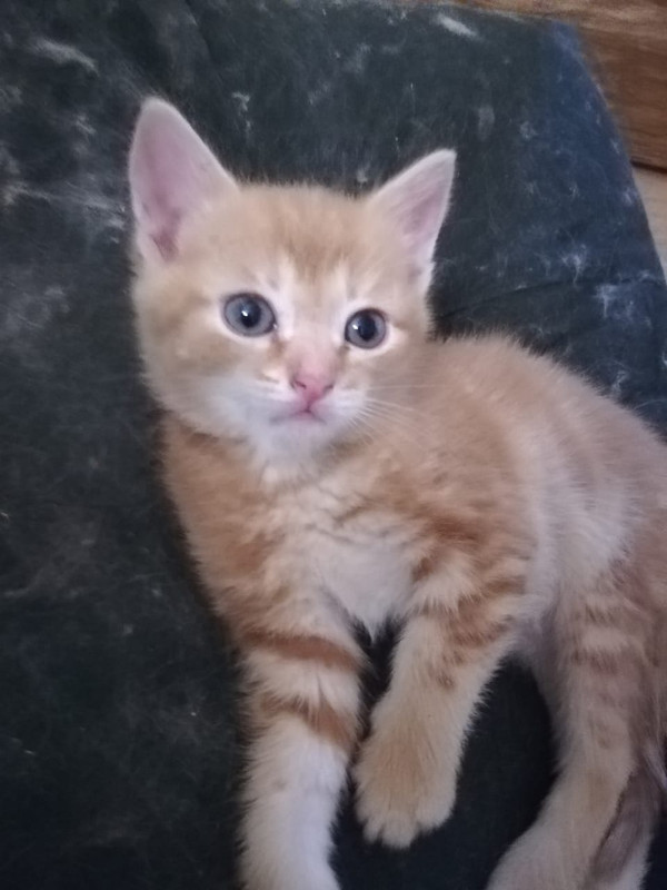 WhatsApp Image 2020-05-08 at 21.21.11 (3)