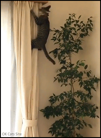 Funny-Cat-GIF-Spider-Kitten-climbing-curtains-a-like-tarzan-in-the-jungle-haha-little-monster.gif