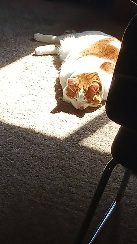 ✨