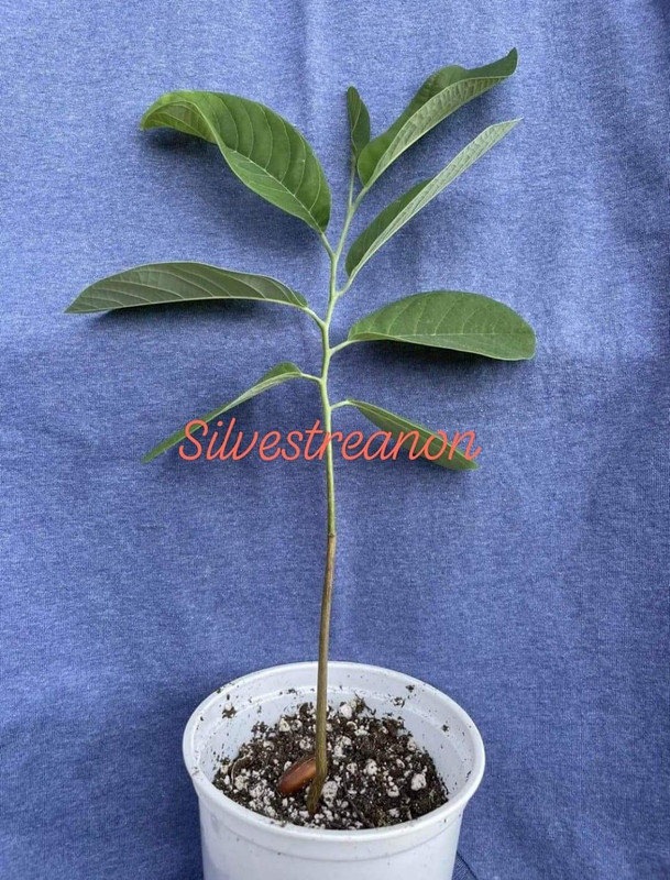 411CDD2C-DA24-4F3E-A3D0-E8094A3C21C0