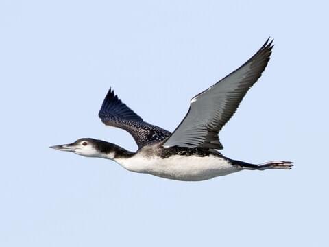 common loon bird
