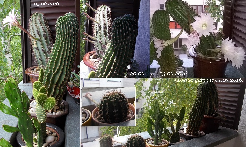 48-05.06., 20., 23.06. i 01.07.-950