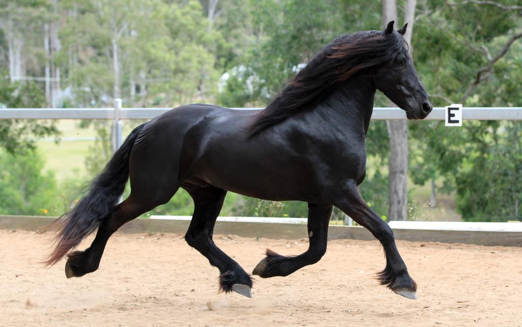 friesian-stallion-stock-3-by-xxmysterystockxx-d9abe1d-fullview.jpg