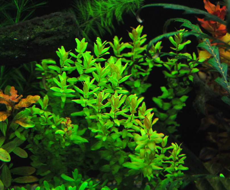 Развиваем укрепляющие качества зеленой роталы макрандры в аквариуме