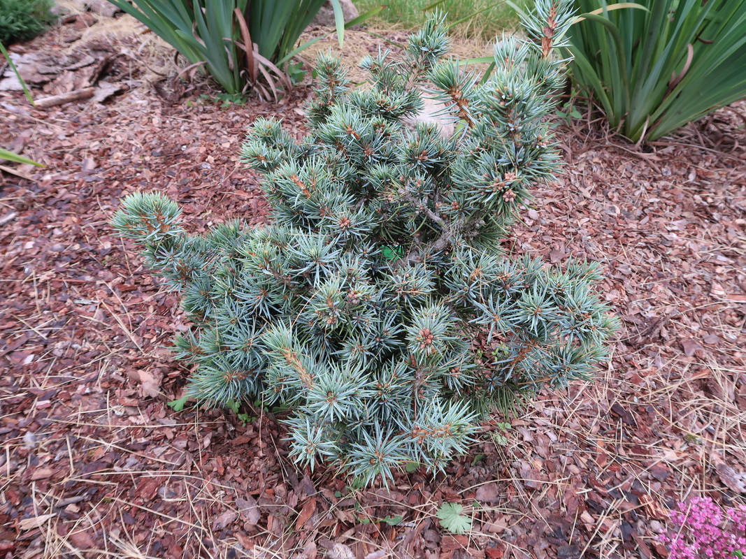 Picea pungens Mecky