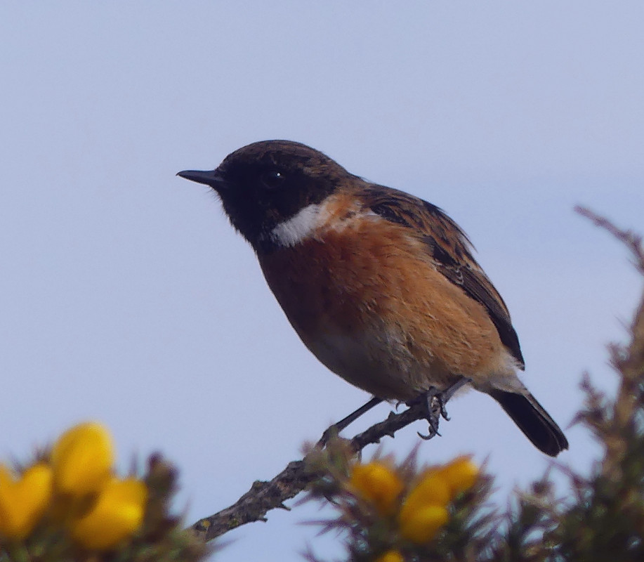 STONECHAT 1