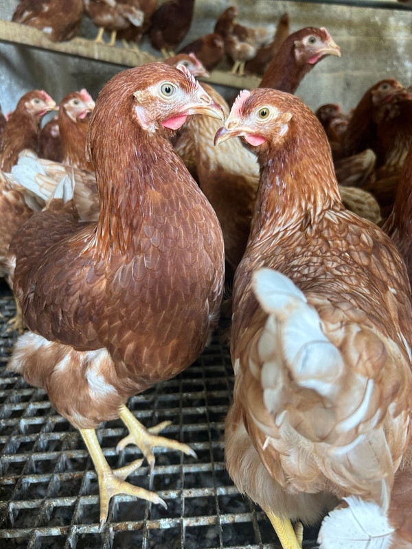 ISA Brown off-heat pullets — ready-to-lay hens for sale in Kenya