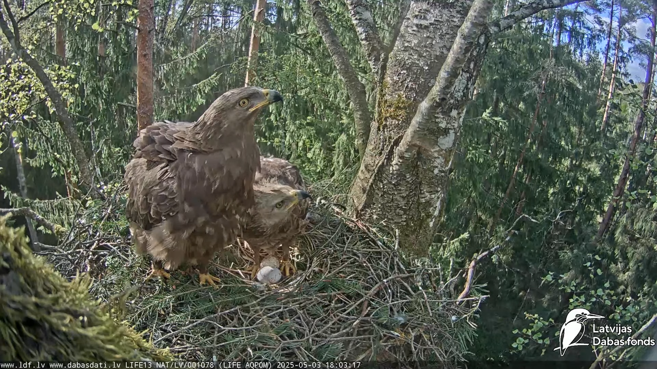 Mazais ērglis (Clanga pomarina), ligzda bērzā 13-34-7 screenshot