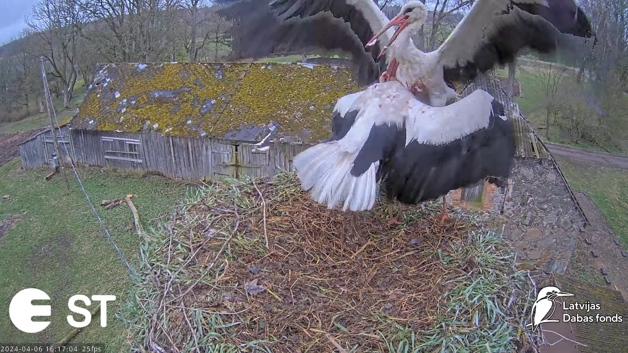 Baltie stārķi (Ciconia ciconia) Tukuma novadā - LDF tiešraide __ White storks in Tukums, Latvia 13-2